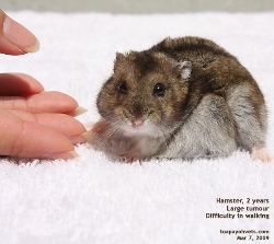 Dwarf Hamster-large fat tumour. Toa Payoh Vets