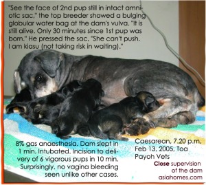 Each pedigreed 8-week-old Miniature Schnauzer costs at least $1,000.