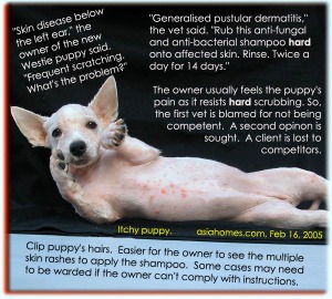 Generalised pustular dermatitis in a Westie puppy. toa payoh vets