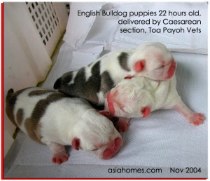 English bulldog puppies fostered out. asiahomes.com