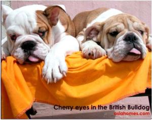 Large cherry eyes in 3-month-old British bulldogs.