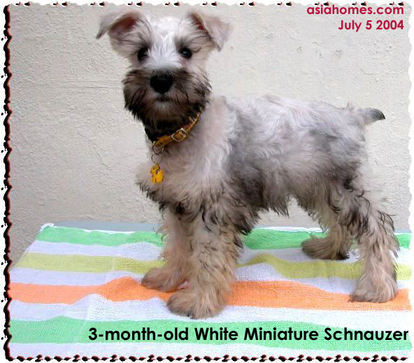 10 week old miniature schnauzer