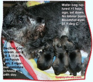 Miniature Schnauzer - elective Caesarean