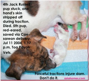 Jack Russell had 4th pup stuck with one hand out.