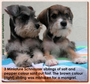 Brown and silver Schnauzer with sibling salt and pepper.