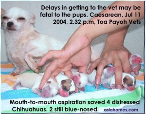 Delays in getting to the vet - 4 stressed Chihuahuas and 2 weak ones  during Caesarean. 