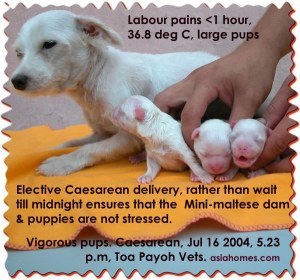 Timeliness in an elective Caesarean - unstressed dam and vigorous pups 