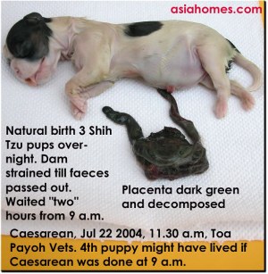Overdue stillborn Shih Tzu pup. Dam strained till faeces passed out. 