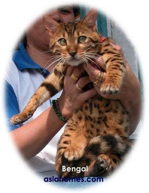 Bengal, kitten, cats, Singapore  asiahomes.com