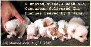 Uneven-sized but beautiful apple-domed 3-week-old Chihuahuas.