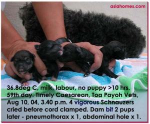 Perfect Caesarean Delivery. 4 vigorous pups before umbilical cords clamped.