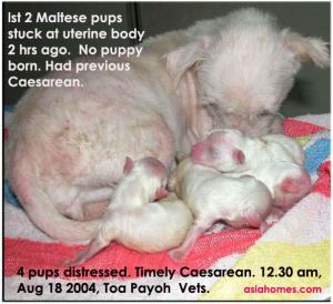 Timely Caesarean saves pups.