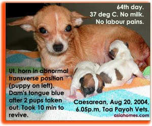 64th day Chihuahua caesarean - mother nearly died.