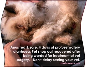 Red, sore anus after 4 days profuse diarrhoea in a pet shop cat.