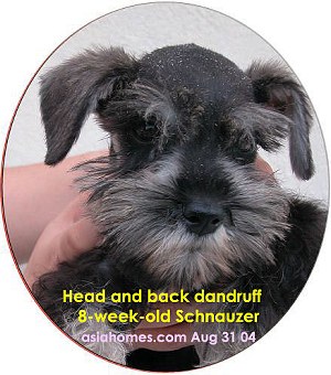 Dry scales on head and back of miniature Schnauzer puppy