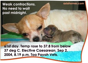 No need to wait till mum distressed to elect for a Caesarean. Had previous Caesarean. Chihuahua. Toa Payoh Vets