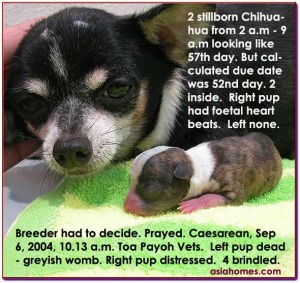 Chihuahua was probably mated by another sire 3 days earlier.