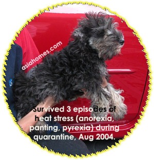 3rd episode of panting. Housed in air-conditioned kennels for next 6 days. Recovered.