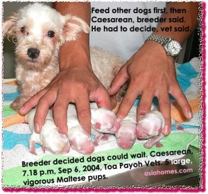 Waiting could have led to dead Maltese pups. Travelling time to vet  must be taken into account.