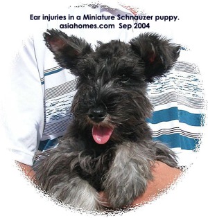 Ear flap injuries in a Miniature Schnauzer puppy, Singapore. Should the ears be trimmed?