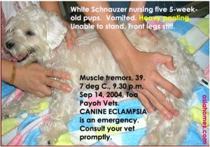 Canine eclampsia, home breeder. Schnauzer, 5 pups, 5 weeks. Toa Payoh Vets