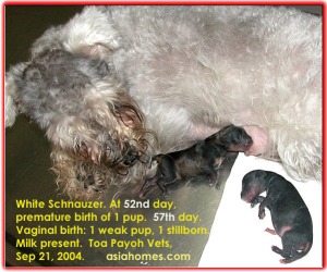 Premature 52nd day born. 2 other pups at 57th day born did not survive. Toa Payoh Vets