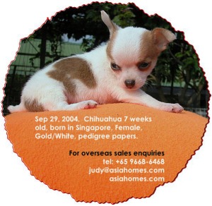 Chihuahua for export sales. Tel: +65 9668-6468, asiahomes.com