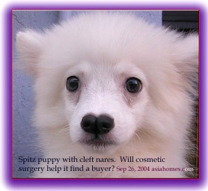 Cleft nares in a young Spitz imported from Australia. Toa  Payoh Vets