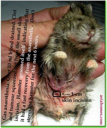 Haematoma in a dwarf hamster - Toa Payoh Vets