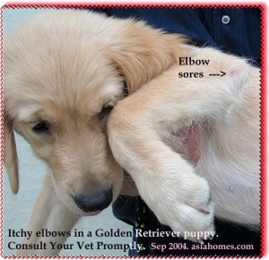 Elbow sores in Golden Retriever puppy. Toa Payoh Vets