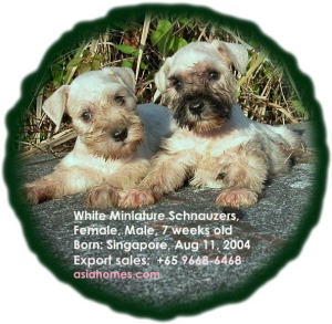 Beautiful Miniature Schnauzers - white. Taiwanese parents. asiahomes.com