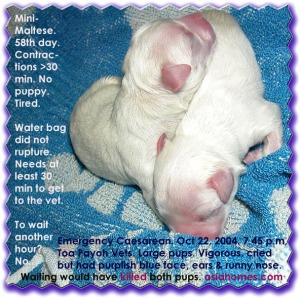 Purplish-blue faced mini-maltese and runny nose after Caesarean, now normal. asiahomes.com