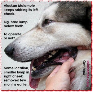 Gum tumour in Alaskan Malamute, asiahomes.com