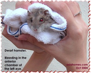 Dwarf hamster - anterior chamber of eye - bleeding. asiahomes.com