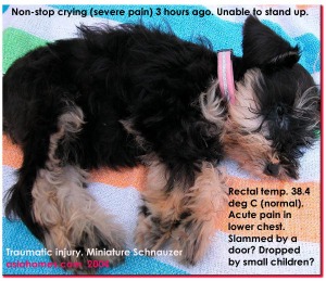 Miniature Schnauzer - sudden onset non-stop crying. Recumbent. Toa Payoh Vets 