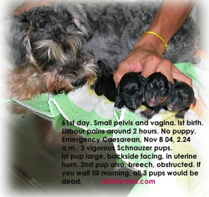 Miniature Schnauzer - small pelvis and vagina. Caesarean.