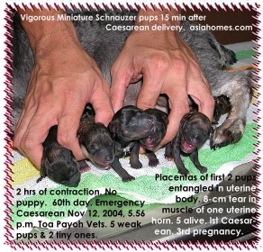 5 Schnauzer pups would have died if there was another hour of delay to seek Caesarean delivery. 