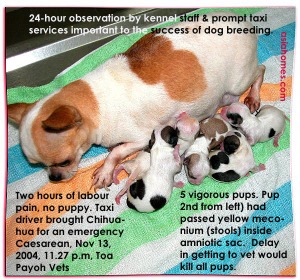 Knowing the 2-hour-limit to get Emergency Caesarean saved all 5 Chihuahua pups and mother. toa payoh vets