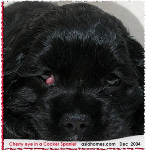 Small cherry eyes in puppies can be treated early. Toa Payoh Vets