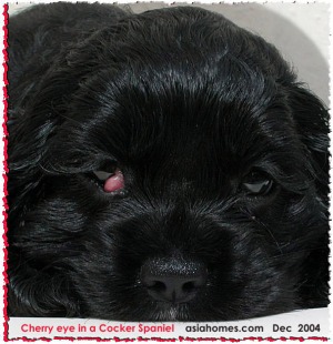 Small cherry eyes in puppies can be treated early. Toa Payoh Vets