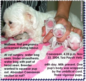 Screaming Maltese may mean severe internal pain. Toa Payoh Vets Caesarean.