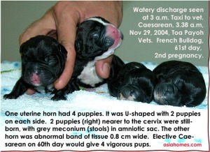 Would a 60th day elective Caesarean save 2 more French bulldog puppies?