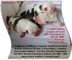 Would a 60th day elective Caesarean save 4 more English bulldog puppies?