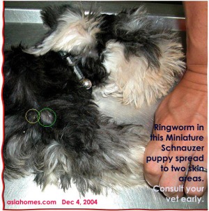 Ringworm spreads fast in puppies. Consult your vet early. Toa Payoh Vets