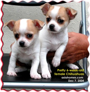 Breeder selling pedigreed female Chihuahuas for S$2,000. Tel: 9668-6468. 