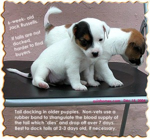 Don't dock tails of older puppies if possible.  