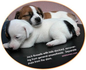 Jack Russell puppies with tails docked. 