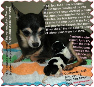 Chihuahua in labour pain, no pups over 3 hours. Pup was "dead" but the top breeder revived it.