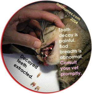 Halithosis - teeth decay in a stray cat, Toa Payoh Vets