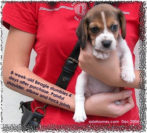 A stumbling Beagle puppy esp. front legs.  Toa Payoh Vets